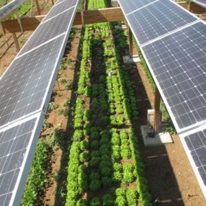Greens Promise Greener Renewable Energy Farms