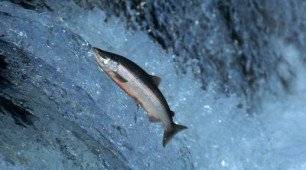 The Salmon Cannon: Migration Tool for Hydroelectric Dams