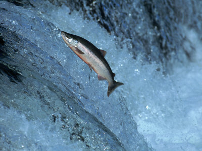 The Salmon Cannon: Migration Tool for Hydroelectric Dams