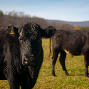 Environmental Impact of Agriculture