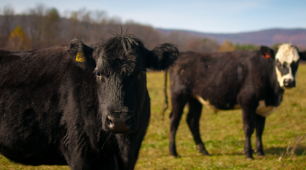 Environmental Impact of Agriculture