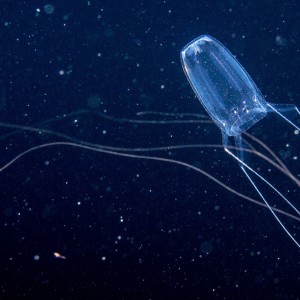 Irukandji and Box Jellyfish Will Invade Sydney Harbour