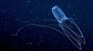 Irukandji and Box Jellyfish Will Invade Sydney Harbour