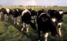 Virgin Group’s Richard Branson Gives Up Beef for the Environment
