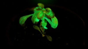 BioGlow: Glow In The Dark Trees Replacing Streetlights? BioGlow: Glow In The Dark Trees Replacing Streetlights?