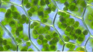 Synthetic Solar Trees – Infographic
