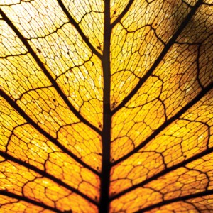 Light-manipulating Networks Inspired By Natural Designs