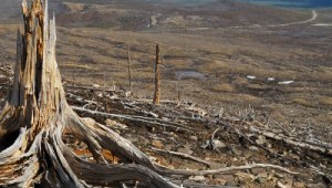 Lima Climate Summit 20M Hectare Reforestation Pledge
