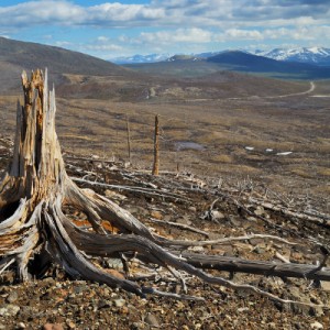 Lima Climate Summit 20M Hectare Reforestation Pledge
