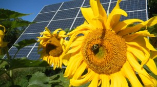 Introducing the Solar Sunflower Introducing the Solar Sunflower