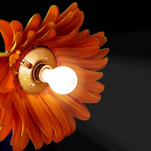 Plant Lamps Power Peru