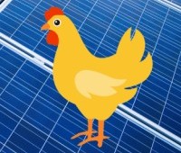 Australian Poultry Farmers Seek Solar Power