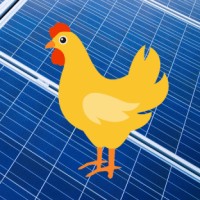 Australian Poultry Farmers Seek Solar Power
